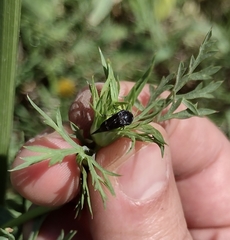 Insecta