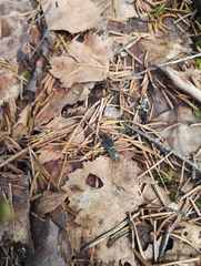 Paraphotistus impressus