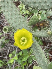 Opuntia elizondoana