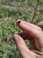 Insecta