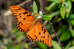 Dione vanillae insularis