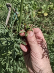 Insecta