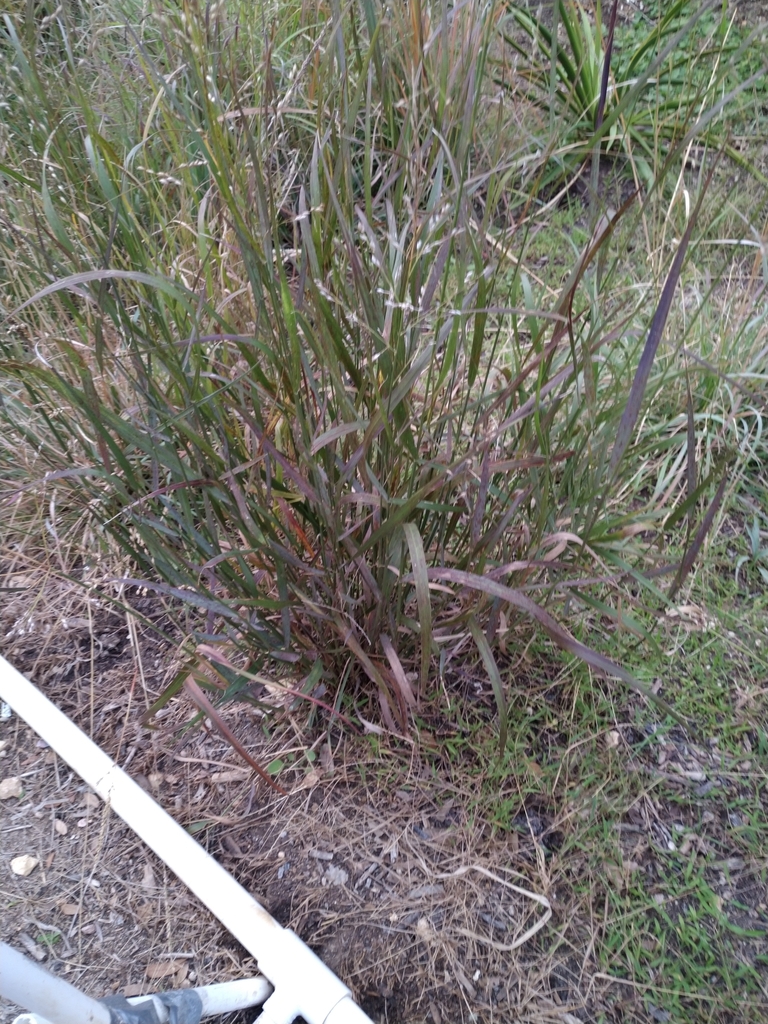 switchgrass from San Antonio, TX 78231, USA on November 24, 2021 at 04