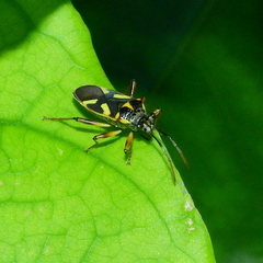 Acinocoris