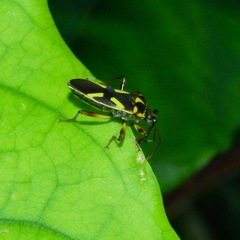 Acinocoris