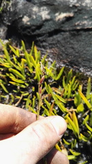 Schizochilus crenulatus