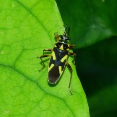 Acinocoris