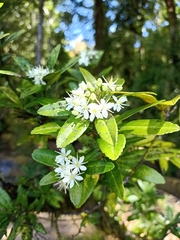 Acradenia frankliniae