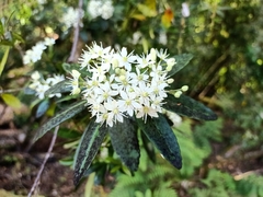 Acradenia frankliniae