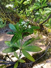 Acradenia frankliniae