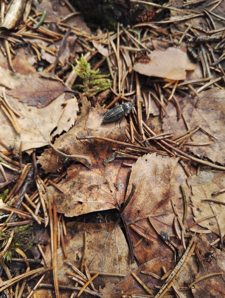 Paraphotistus