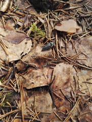 Paraphotistus impressus