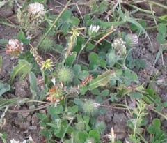 Trifolium cherleri