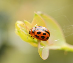 Peltoschema basicolle