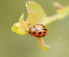 Peltoschema basicolle