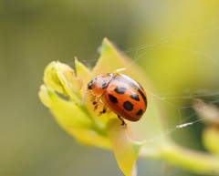 Peltoschema basicolle