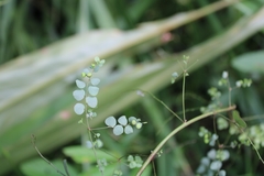 Phyllanthus orbiculatus