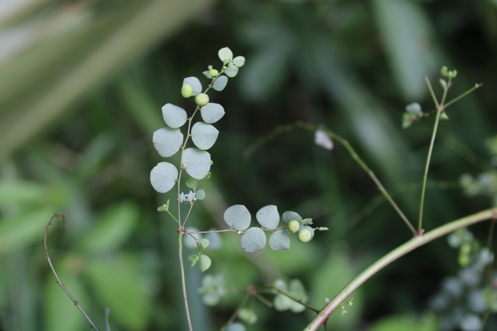 Phyllanthus orbiculatus