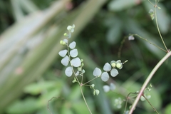 Phyllanthus orbiculatus