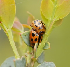 Peltoschema basicolle