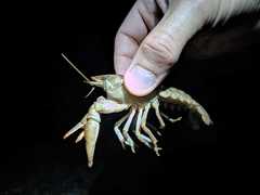 Austropotamobius pallipes