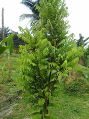 Averrhoa bilimbi