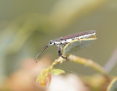 Rhinotia sparsa
