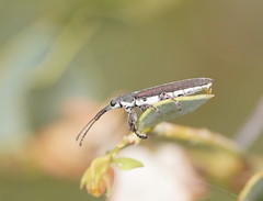 Rhinotia sparsa