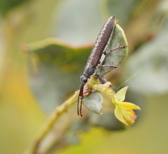 Rhinotia sparsa