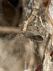 Catorhintha selector