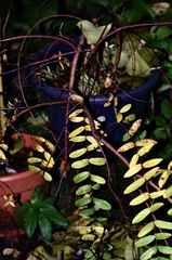 Salix integra pendula