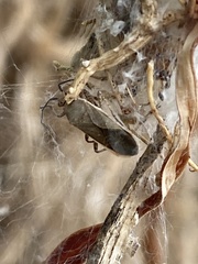 Catorhintha selector