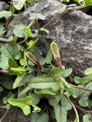 Aristolochia versabilifolia
