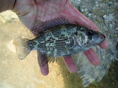 Ambloplites ariommus