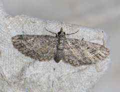 Eupithecia subvirens