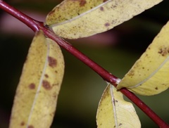 Salix integra pendula