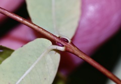 Salix integra pendula