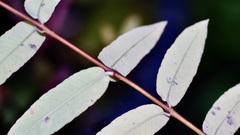 Salix integra pendula