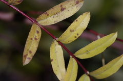 Salix integra pendula