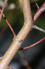Salix integra pendula