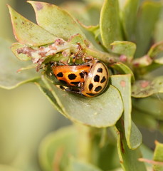 Peltoschema basicolle