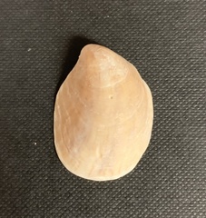 Crepidula fornicata image