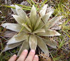 Celmisia semicordata