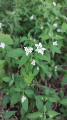 Lantana canescens