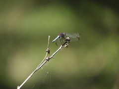 Erythrodiplax atroterminata