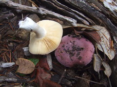 Russula murrillii