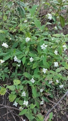 Lantana canescens