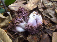 Ramaria violaceibrunnea