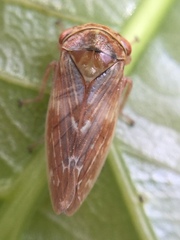 Rhytidodus decimusquartus