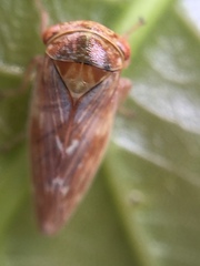 Rhytidodus decimusquartus